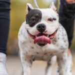 Lesiones por mordedura de perros en Estados Unidos