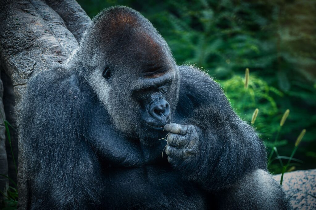 Los gorilas y otros primates no son considerados mascotas