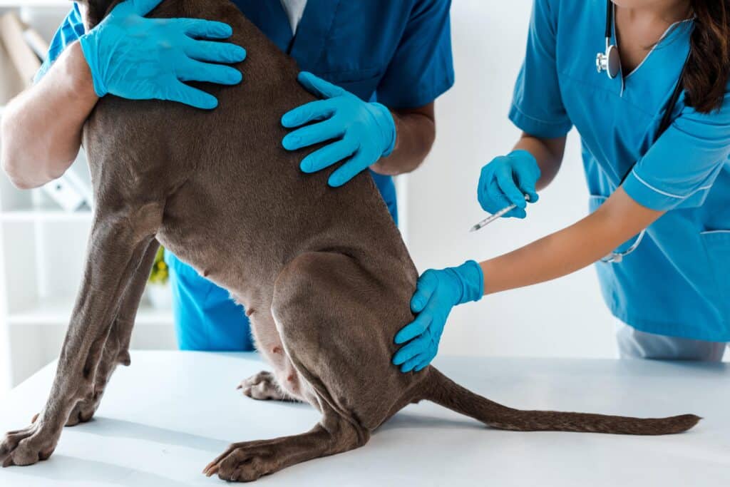 Vacuna contra la rabia para perros antes de viajar