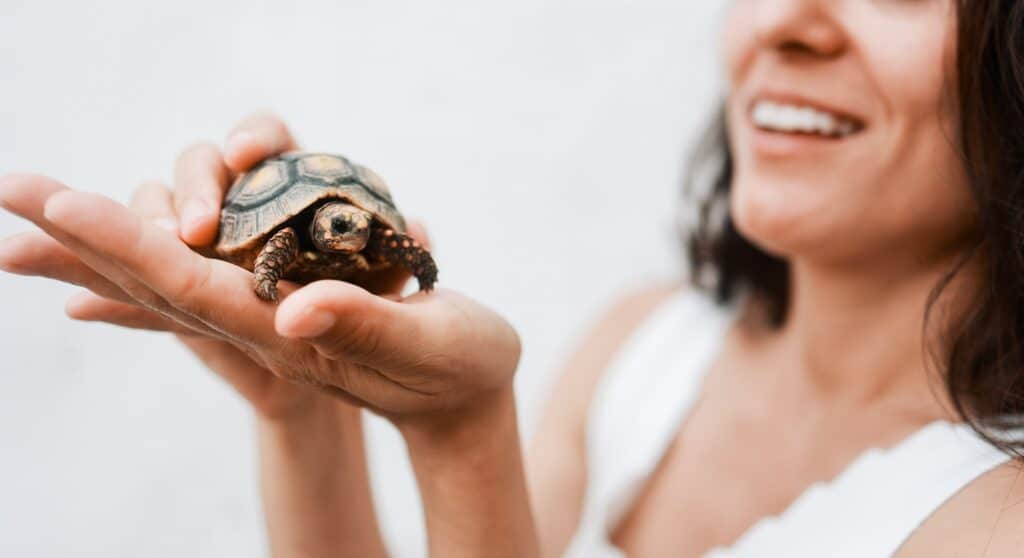 Hay reglas especiales para el ingreso a EEUU con tortugas