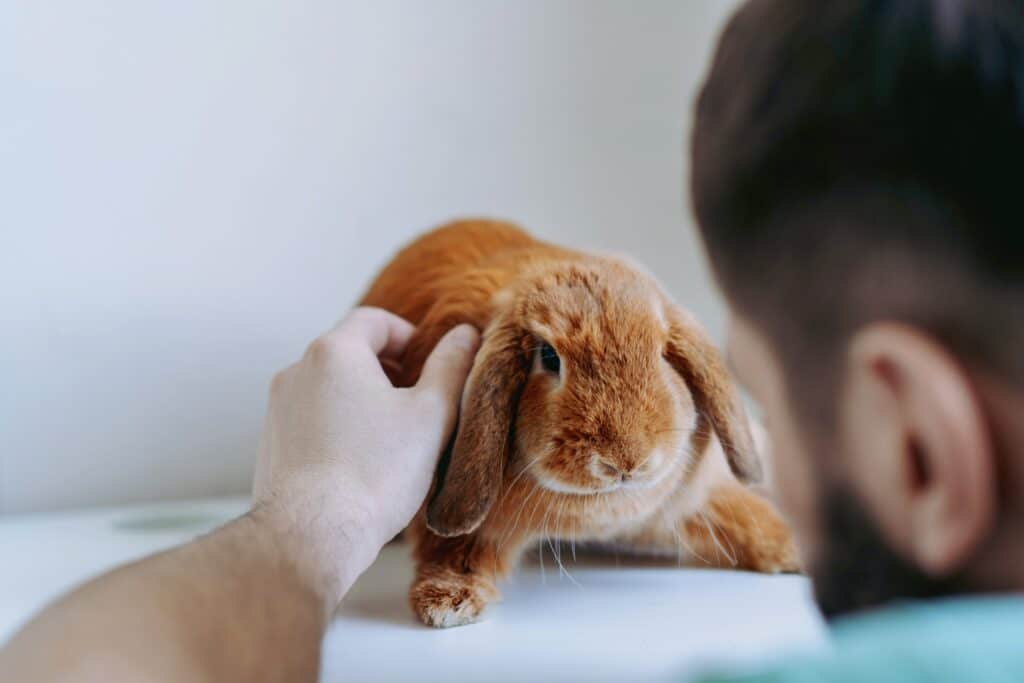 Los conejos son mascotas que pueden llevarse a Estados Unidos