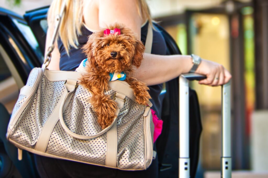 Es posible viajar con tu mascota a los Estados Unidos