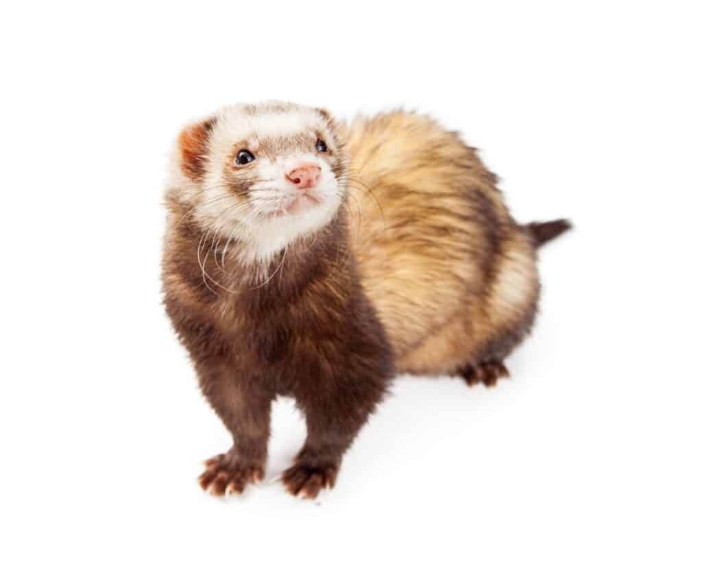 Los hurones no son mascotas permitidas en California