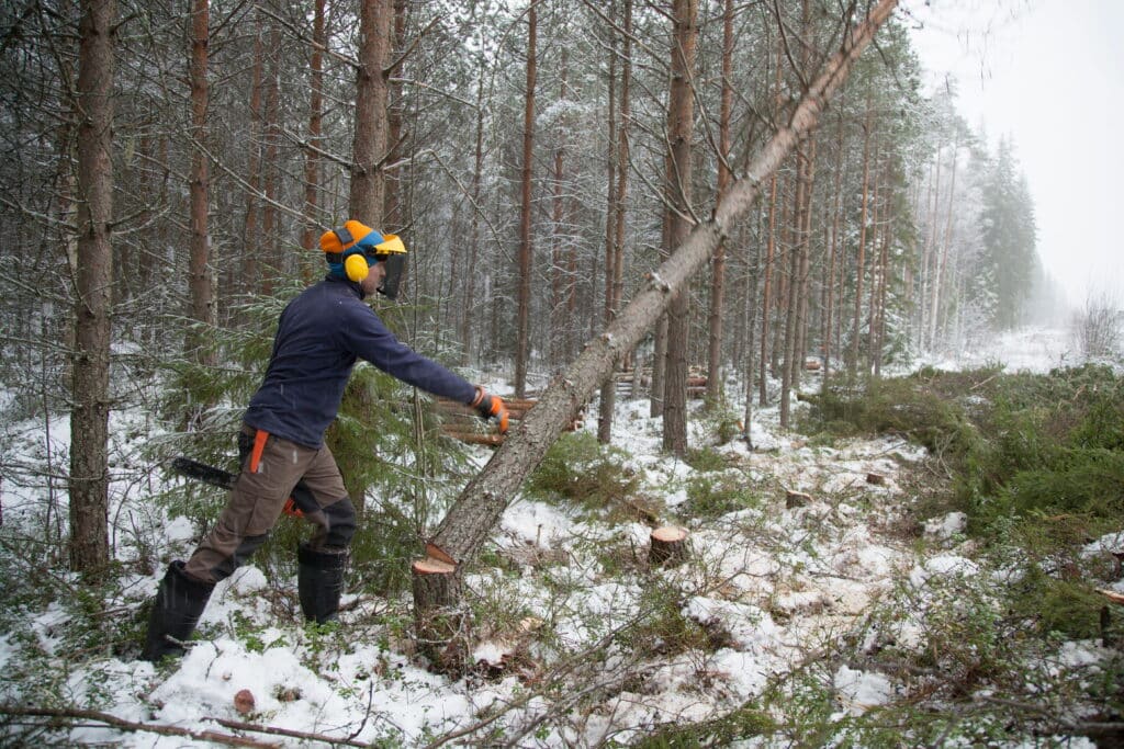 Trabajo en bosques para inmigrantes latinos